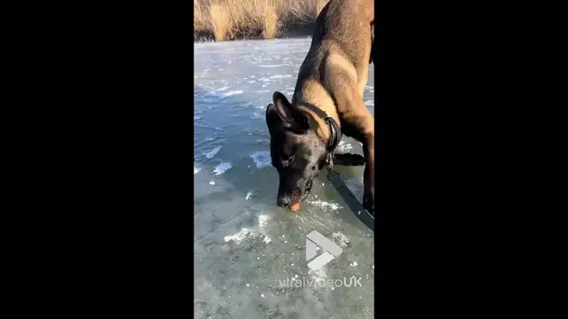 'Video thumbnail for VV4952 Cute dog tries to free frozen nut'