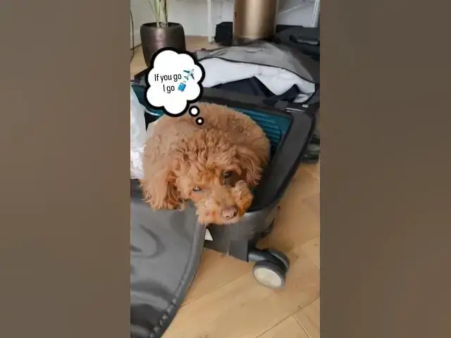 'Video thumbnail for When your dog is way too emotionally supportive…'