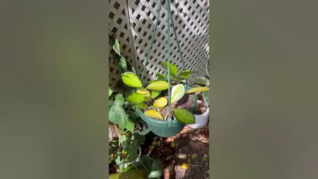 'Video thumbnail for Hoya Australis Lisa houseplant trouble #diygardening #garden #indoorplants #houseplants #growplants'