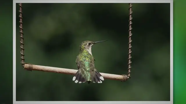 'Video thumbnail for Where do Hummingbirds go in the winter?'