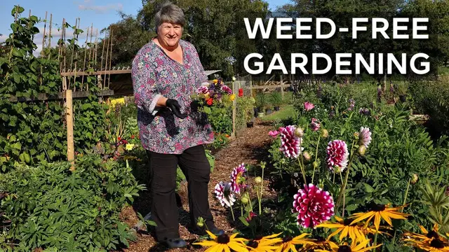 'Video thumbnail for 7 Essential Weeding Tools for a Highly Productive Garden'
