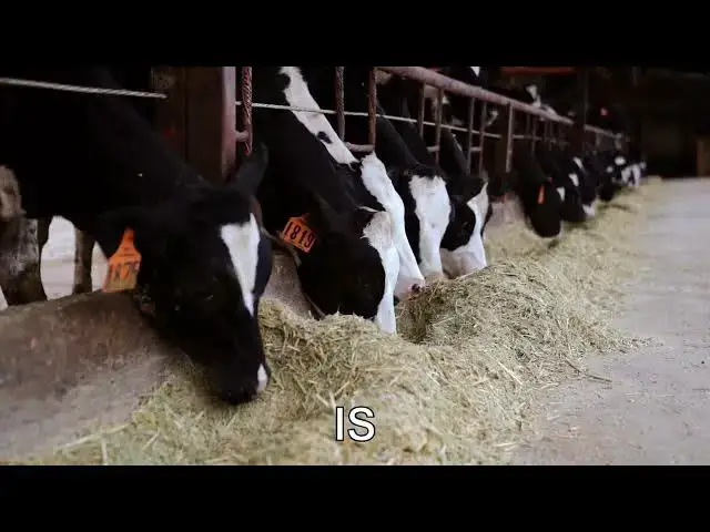 'Video thumbnail for How do farmers know when a cow is pregnant?'