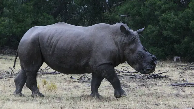 'Video thumbnail for How removing rhinos’ horns could save the species: Study'