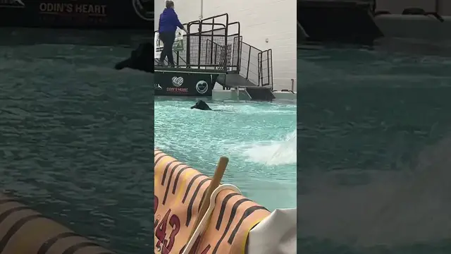 'Video thumbnail for Dock Diving Dogs #doglover #doglife'