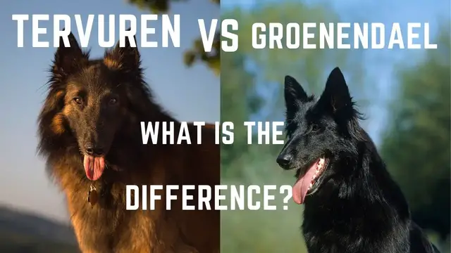 'Video thumbnail for Belgian Tervuren vs Groenendael, What is the difference?'