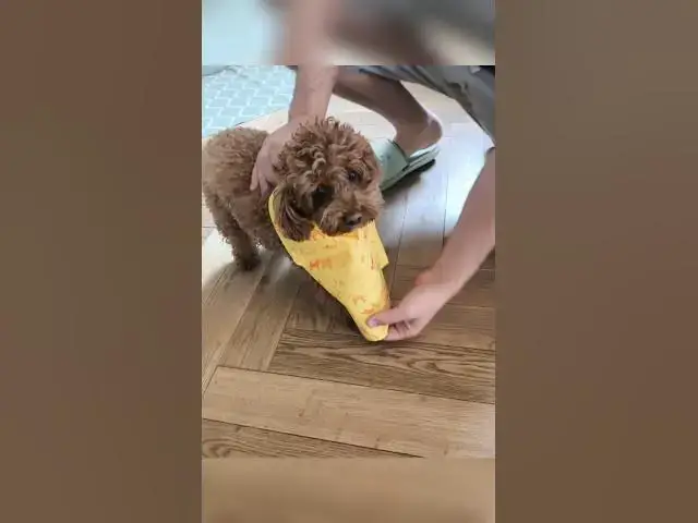 'Video thumbnail for Gourmet dog 🐶 happy dog 🐕'