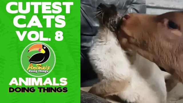 'Video thumbnail for Funny Cats Vol. 8 | Animals Doing Things'