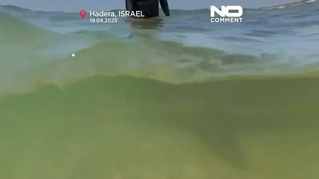 'Video thumbnail for Search underway after suspected shark attack on Israeli coast'