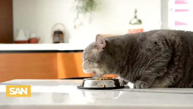 'Video thumbnail for Bird Flu in cats raises new worries about human risk'