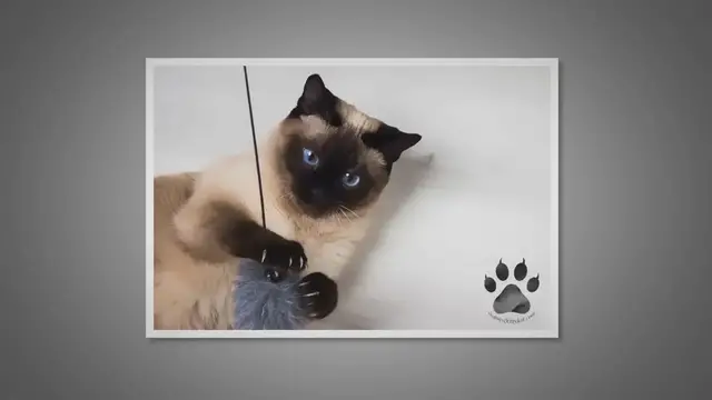 'Video thumbnail for The 11 Best Toys for Siamese Kittens'