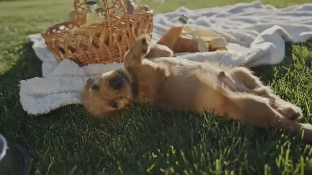 'Video thumbnail for Training a Cocker spaniel puppy'