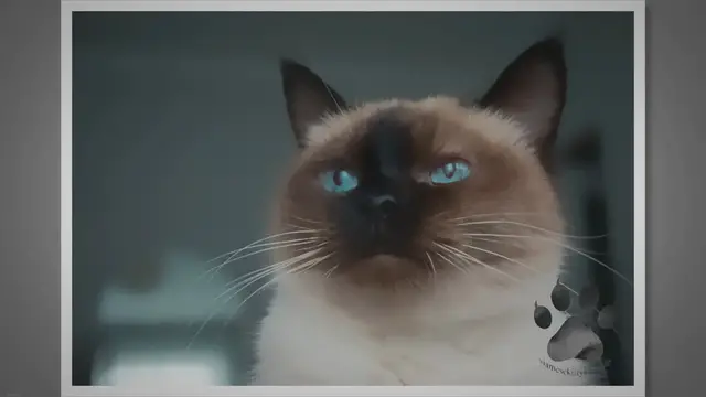 'Video thumbnail for Why Does My Siamese Cat Have Eye Discharge?'