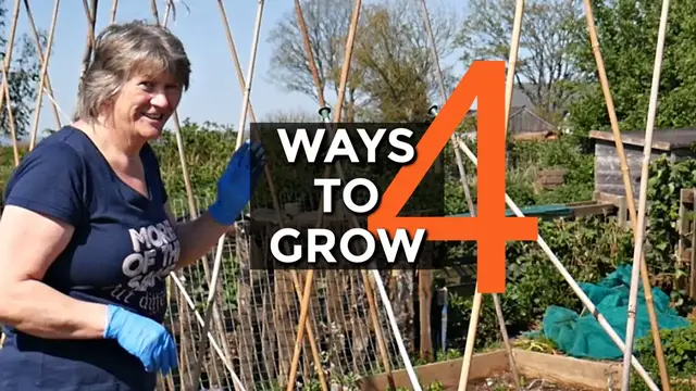 'Video thumbnail for BEST Support for Climbing Beans (2020)'
