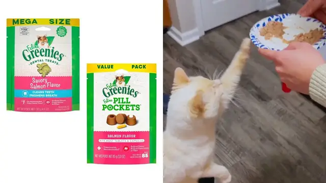 'Video thumbnail for How To Give A Cat A Pill | Cat Care Routine'