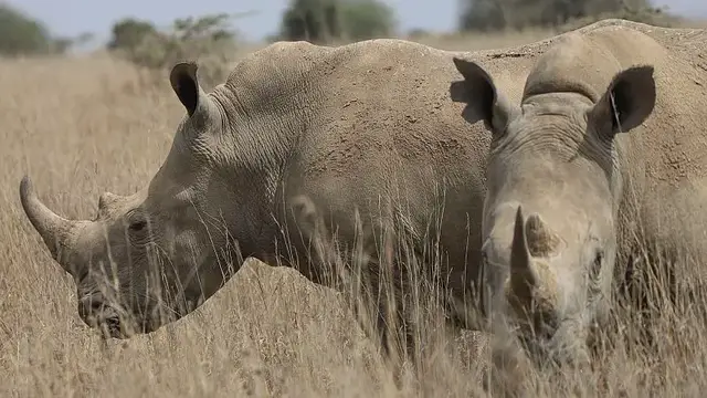 'Video thumbnail for Kenya's rhinos get their ears notched for tracking and protection'