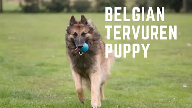 'Video thumbnail for Belgian Tervuren Puppy Growth Stages'