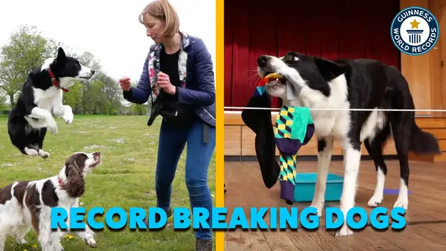 'Video thumbnail for Meet Olga and her record-breaking dogs, Simba and Bonnie'