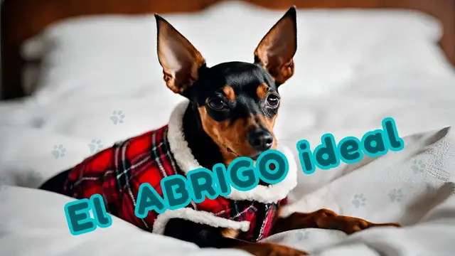 'Video thumbnail for 🐕ROPA para PINSCHER Miniatura (ABRIGO Ideal)   ❤️'