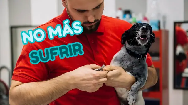 'Video thumbnail for 🐕 Unboxing cortauñas eléctrico para perros'