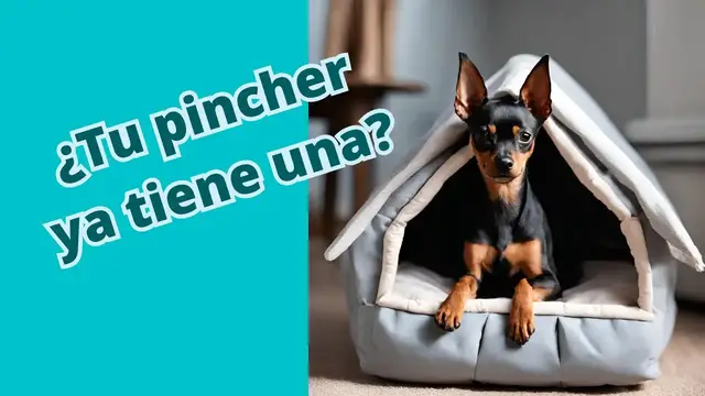 'Video thumbnail for 馃悤Camas para pincher mini o perros peque帽os con forma de casita 馃彔'