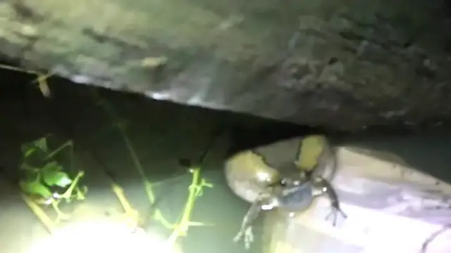 'Video thumbnail for Frog at night'
