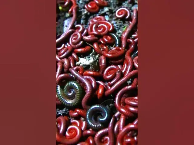 'Video thumbnail for Venomous Centipede at night'