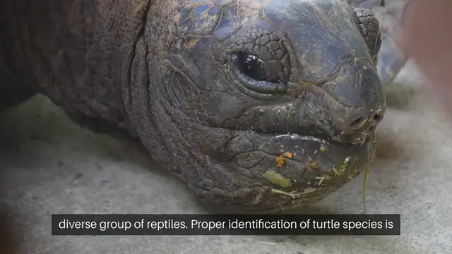 'Video thumbnail for Turtle Species Identification'