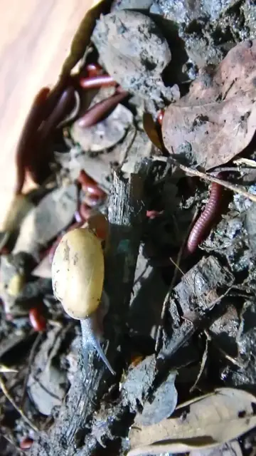 'Video thumbnail for Red Venomous Centipede eating food'