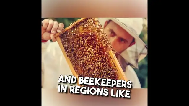 'Video thumbnail for Nighttime Beekeeping: Unveiling the Secrets of Bees After Dark!'