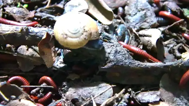 'Video thumbnail for In night Snail wark eat soil, red worm here'