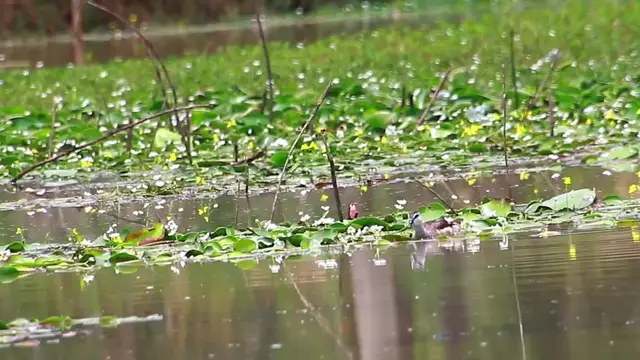 'Video thumbnail for Duck bird catch fish eat in lake'