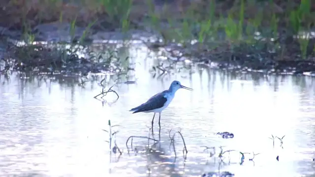'Video thumbnail for Small bird wait catch food eat in lake'
