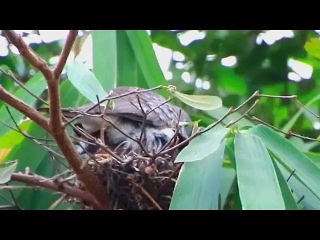'Video thumbnail for wild birds dovefd in nes | the nest dove bird'