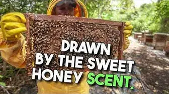 'Video thumbnail for Mastering Honey Extractor Maintenance: Essential Cleaning Tips for Beekeepers'