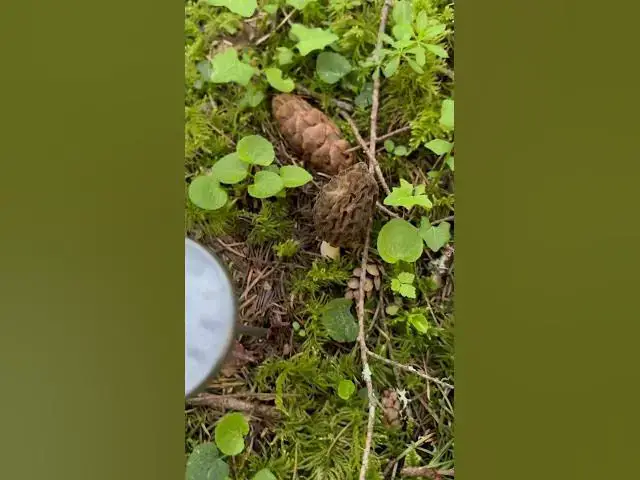 'Video thumbnail for So excited to find my first morel of the year in the mountains of the PNW!'