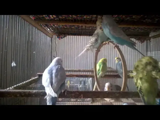 'Video thumbnail for 🌈 앵무새 깃털의 경이로운 색상들 자연의 예술 작품 🦜 #앵무새매력 #동물영상'
