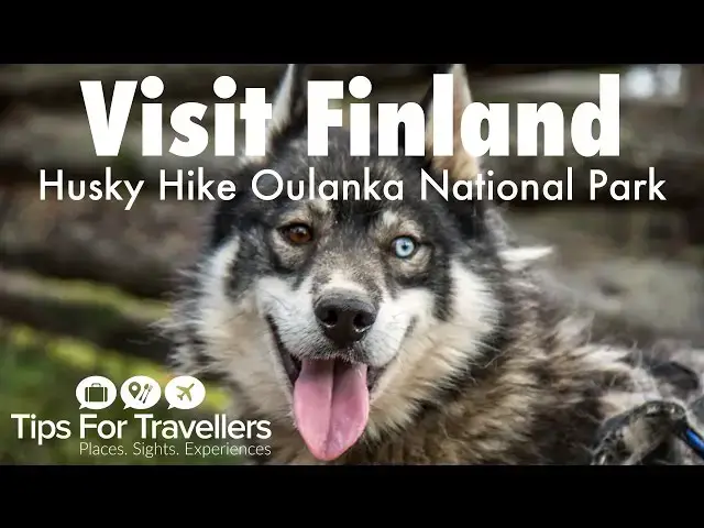 'Video thumbnail for Hiking with Husky Dogs in Finland.  Cute dogs, gorgeous scenery and a very unusual way to hike...!'