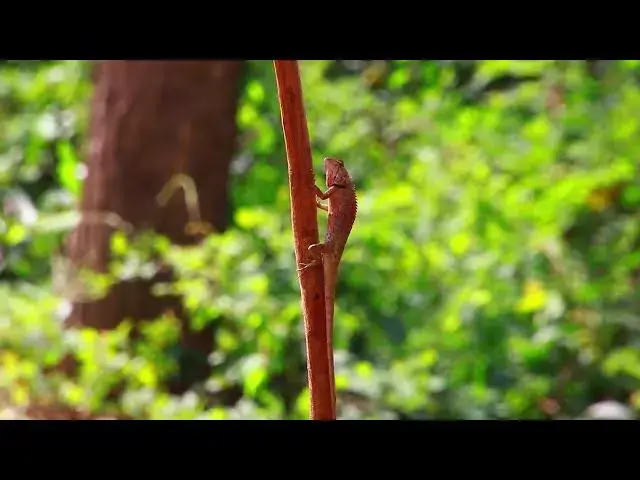 'Video thumbnail for Amazing of lak - Gain Lizard | EP-01'