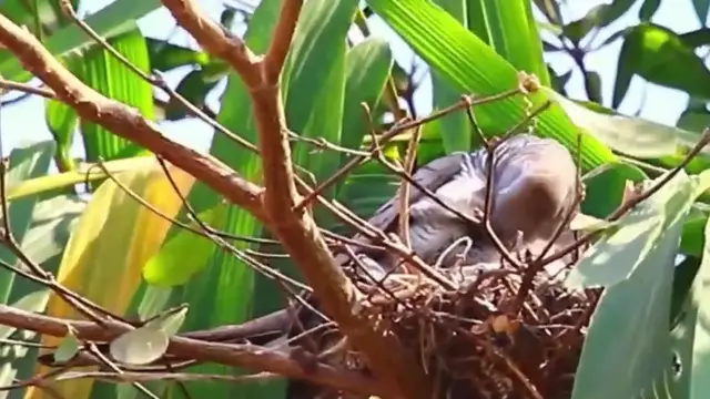 'Video thumbnail for Top wild of dove bird - dove bird stay on nest'