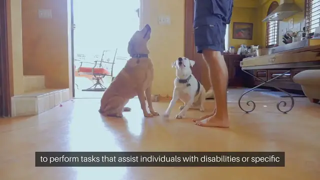 'Video thumbnail for Training Service Dogs'