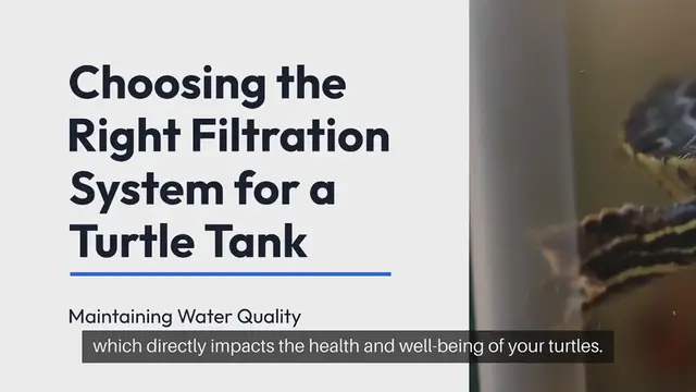 'Video thumbnail for Turtle Tank Filtration Systems'