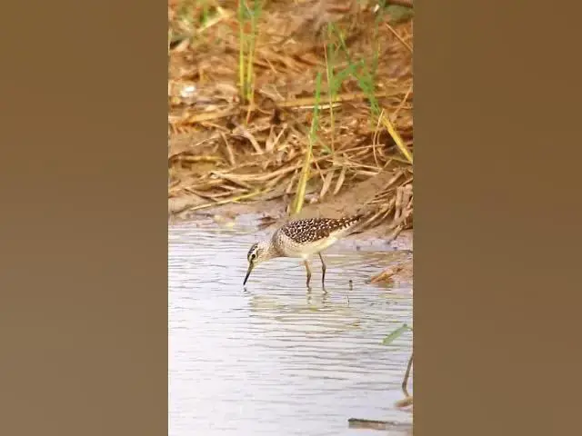 'Video thumbnail for Bird 4K  | EP65 #birds'