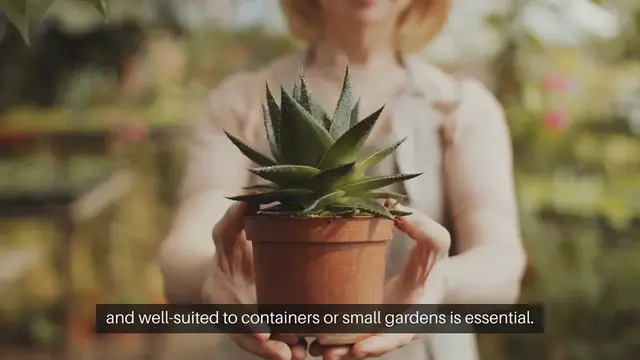 'Video thumbnail for Best Vegetables for Small Spaces'