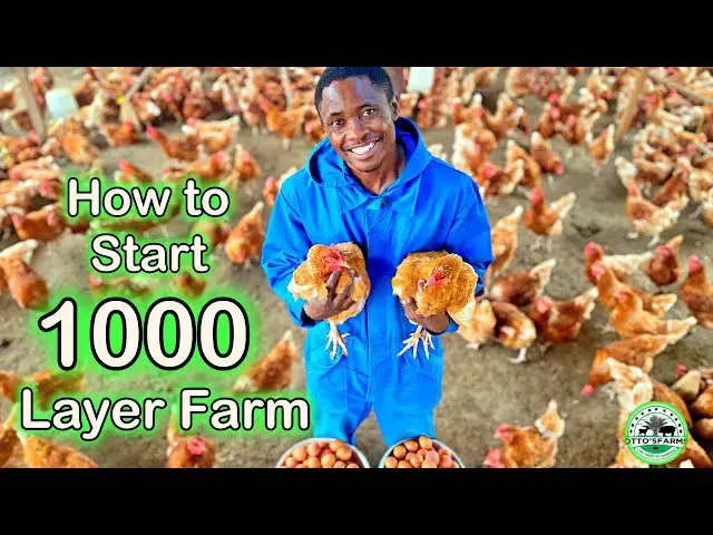 'Video thumbnail for How to start a PROFITABLE 1000 Layer Farm 2024! | Layer Farming Success 馃悢馃尶'
