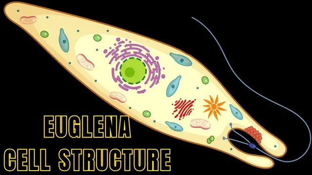 'Video thumbnail for Euglena Cell Structure and Function | Euglena under Microscope #biologyexams4u #euglena'