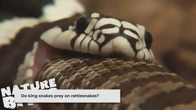 'Video thumbnail for Do king snakes prey on rattlesnakes?'