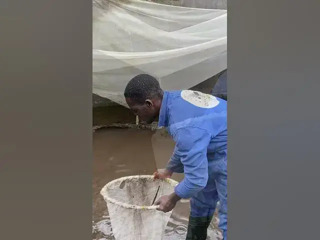 'Video thumbnail for Weighing Our Tilapia 1 Month After Placement | Otto's Farms 馃悷#FishFarming #Tilapia #tilapiafarming'