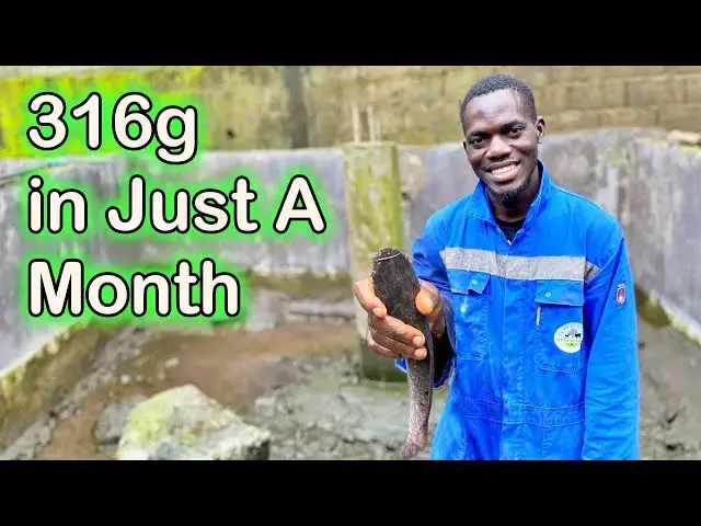 'Video thumbnail for Catfish Weight Surpasses Expectations After Just One Month at Otto's Farms! 🐟🚀"'
