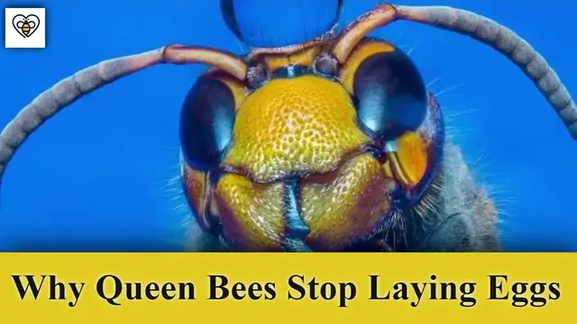 'Video thumbnail for Decoding the Mystery: Why Queen Bees Stop Laying Eggs'