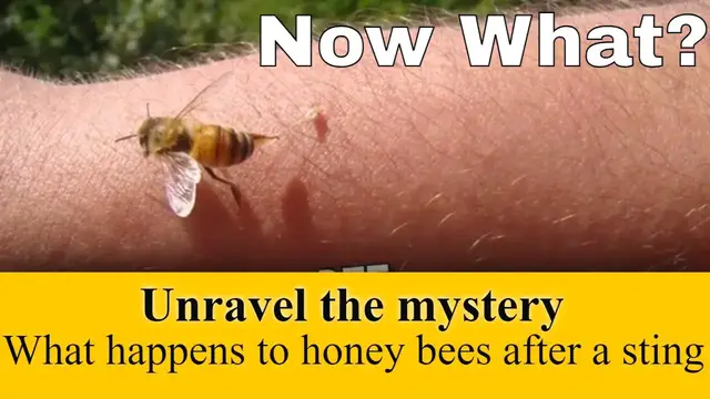 'Video thumbnail for The Life of a Honey Bee After a Sting: Unraveling Nature's Mysteries'